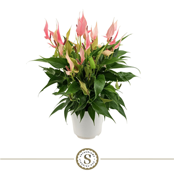 Anthurium andraeanum 'Lilli' F00010354