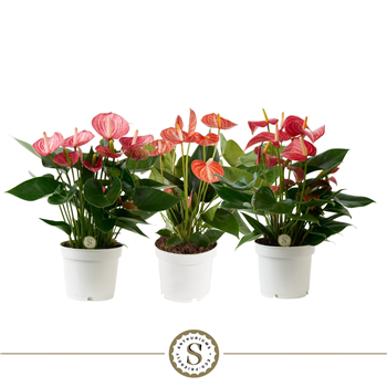 Anthurium andraeanum 'Livium Special Mix' F00010350