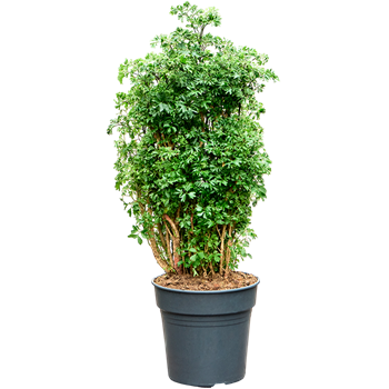 Aralia (Polyscias) 'Roble' 4POROVT20