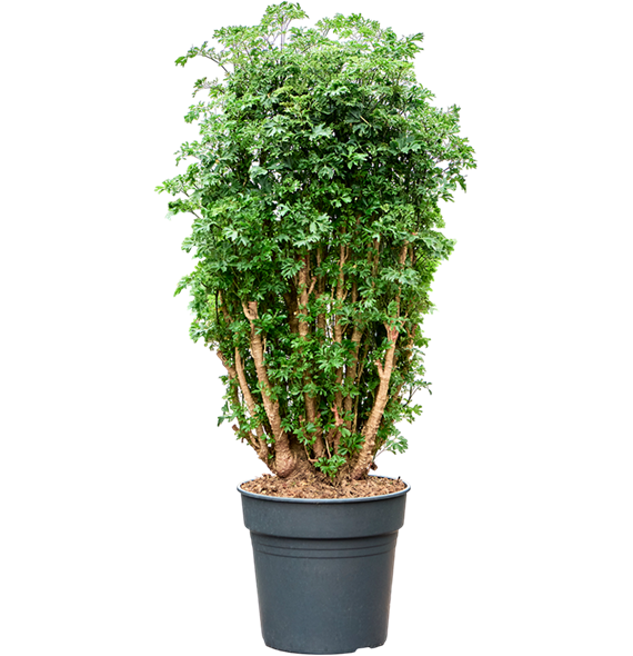 Aralia (Polyscias) 'Roble' 4POROVT08