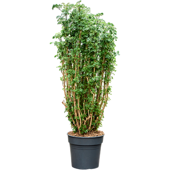 Aralia (Polyscias) 'Roble' 4POROVT10