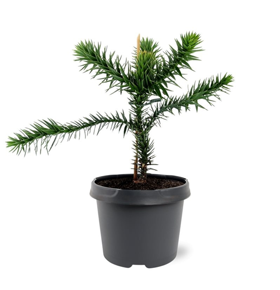 Araucaria araucana F00007882