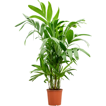 Areca triandra 4ARTRTU30