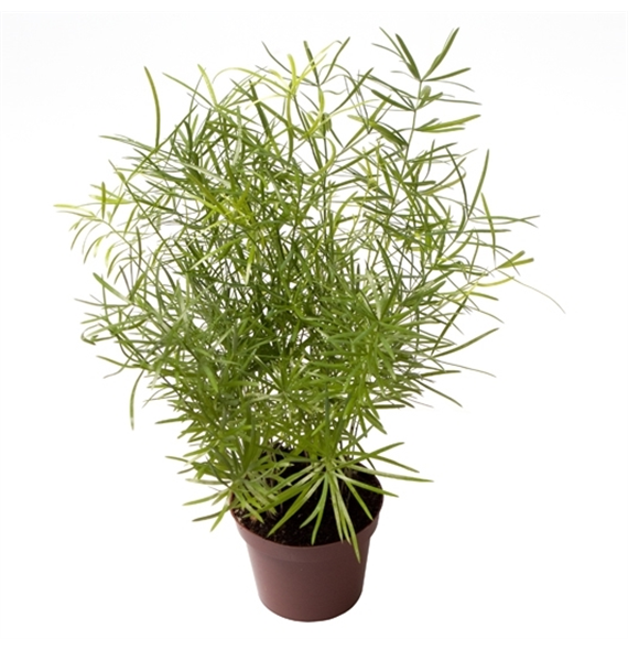 Asparagus Sprengeri F00000888
