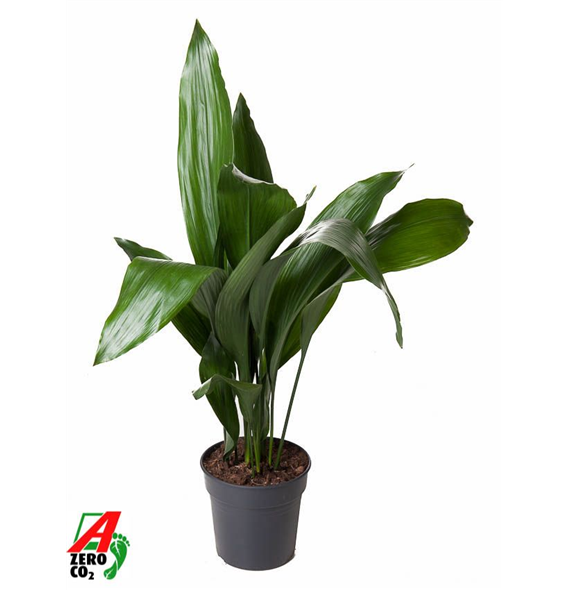 Aspidistra elatior F00010446