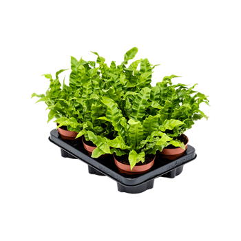 Asplenium nidus 'Crispy Wave' 6/tray 4ASCWBP01