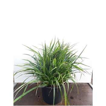 Astelia chathamica 'Silver Shadow' F00010103