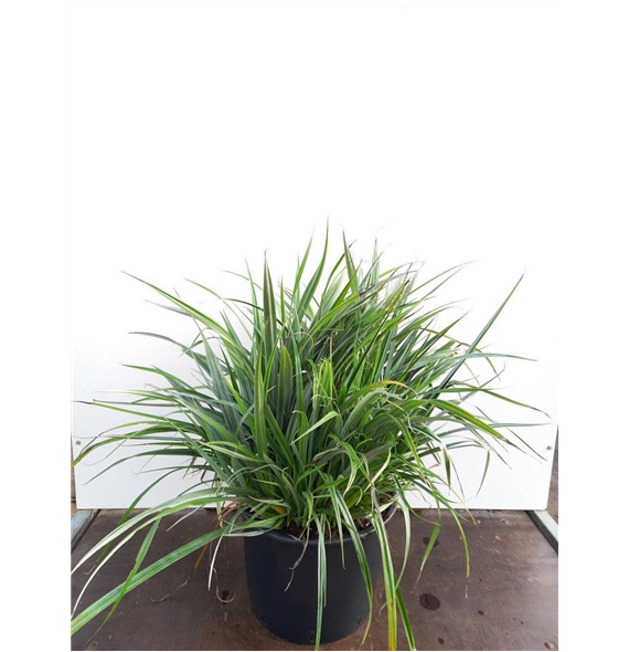 Astelia chathamica 'Silver Shadow' F00010103