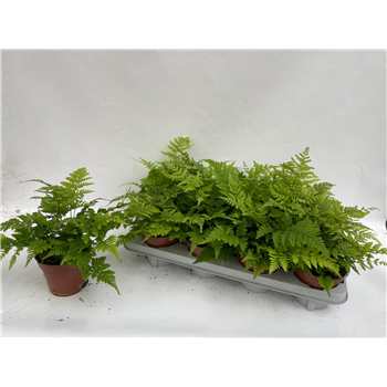 Athyrium Spicatum F00002939
