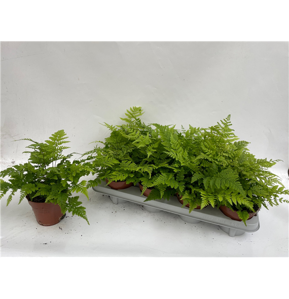 Athyrium Spicatum F00002939