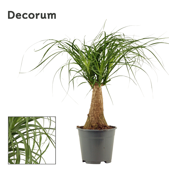 Nolina Beaucarnea F00000542