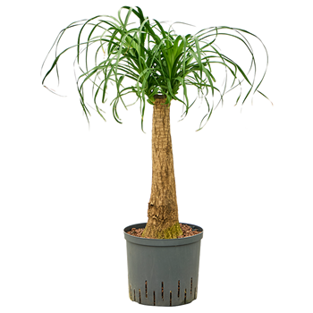 Nolina Beaucarnea recurvata 1BERERS19