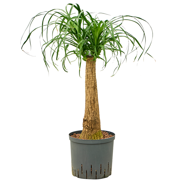 Nolina Beaucarnea recurvata 1BERERS19