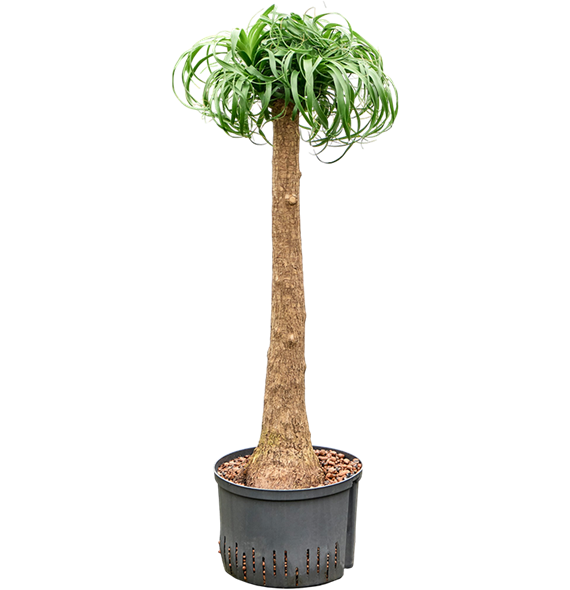 Nolina Beaucarnea recurvata 1BERERS27