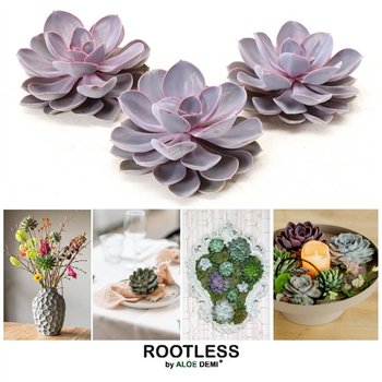 Echeveria purple pearl ROOTLESS Purple 12-14 cm  solo 7cm 13cm Q1859
