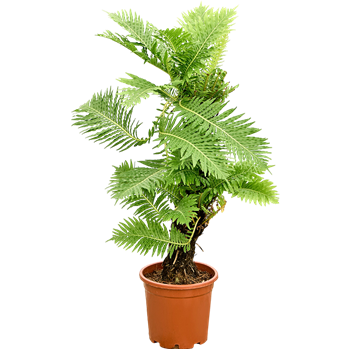 Blechnum gibbum 4BLGIMS01