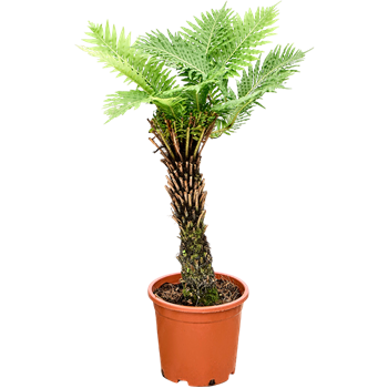 Blechnum gibbum 4BLGIRS12