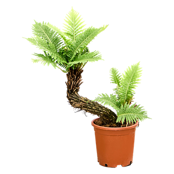 Blechnum gibbum 4BLGISS20