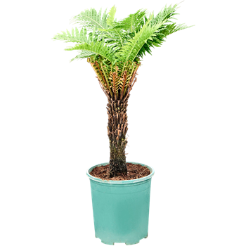 Blechnum gibbum 4BLGIRS06