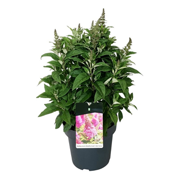 Buddleja davidii 'Butterfly Candy Little Cerise' F00009884