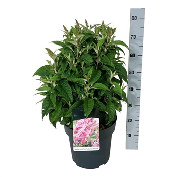Buddleja davidii 'Butterfly Candy Little Pink' F00009889