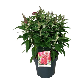 Buddleja davidii 'Butterfly Candy Little Ruby' F00009885
