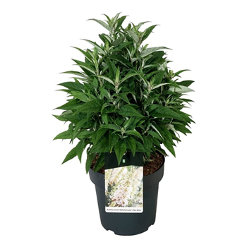 Buddleja davidii 'Butterfly Candy Little White' F00009886