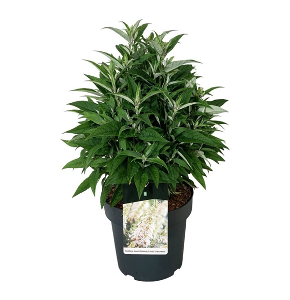 Buddleja davidii 'Butterfly Candy Little White' F00009886
