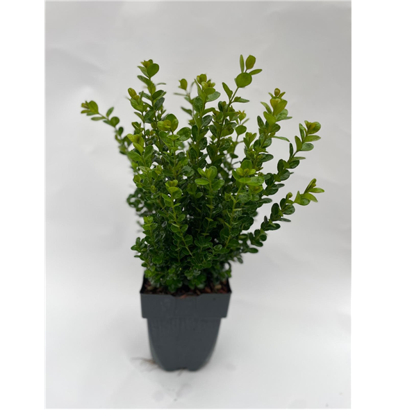 Buxus Newgen Freedom F00005295
