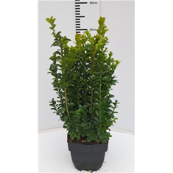 Buxus sempervirens F00005294