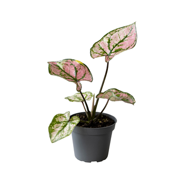 Caladium Purple Light F00000949