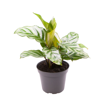 Kalateja 'Freddie' F00000933