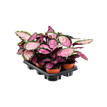 Kalateja silvia 6/tray 4CALSBP35