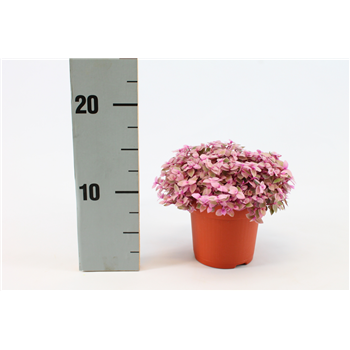 Callisia Rosato F00000394