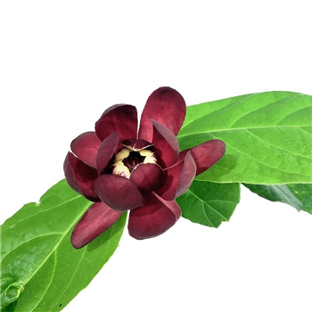 Calycanthus raulstonii 'Aphrodite' F00010531