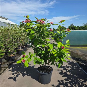 Calycanthus raulstonii 'Aphrodite' F00010018