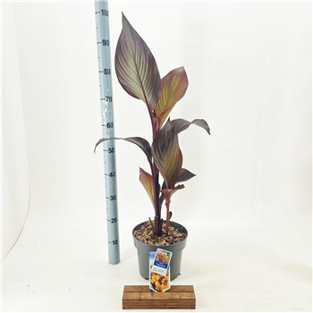 Canna 'Tropicanna Black' F00010279