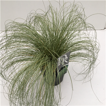 Carex comans 'Frosted Curls' F00003855