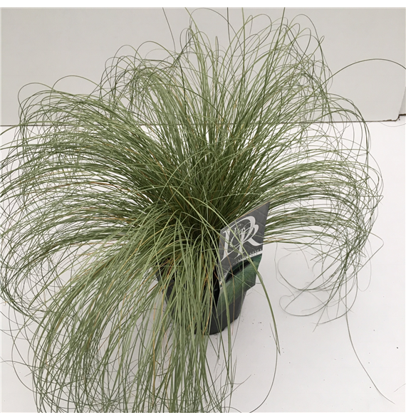 Carex comans 'Frosted Curls' F00003855