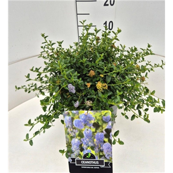 Ceanothus thyrsiflorus 'Repens' F00010582