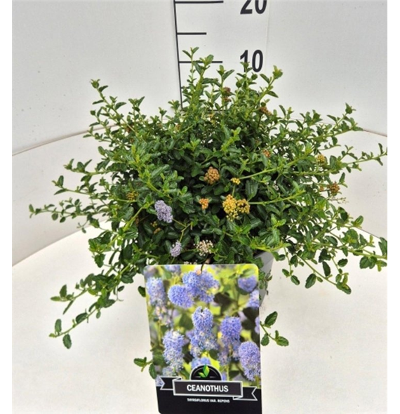 Ceanothus thyrsiflorus 'Repens' F00010582
