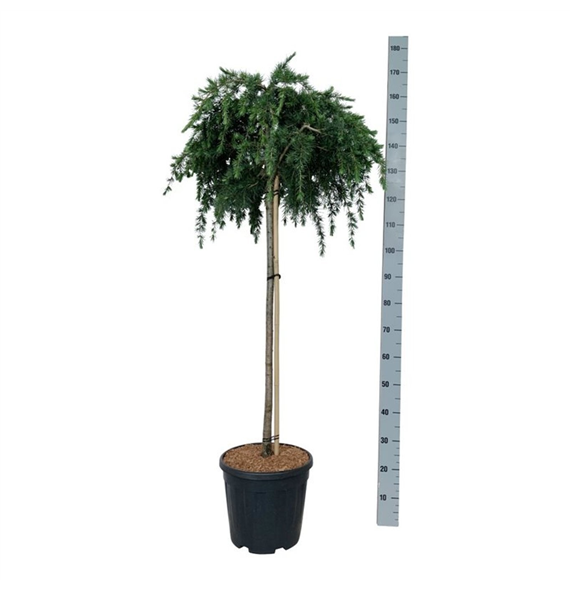 Cedrus deodara 'Feelin' Blue' F00009870