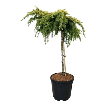 Cedrus deodara 'Lime Glow' F00009869