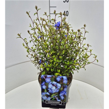 Ceratostigma willmottianum F00010581