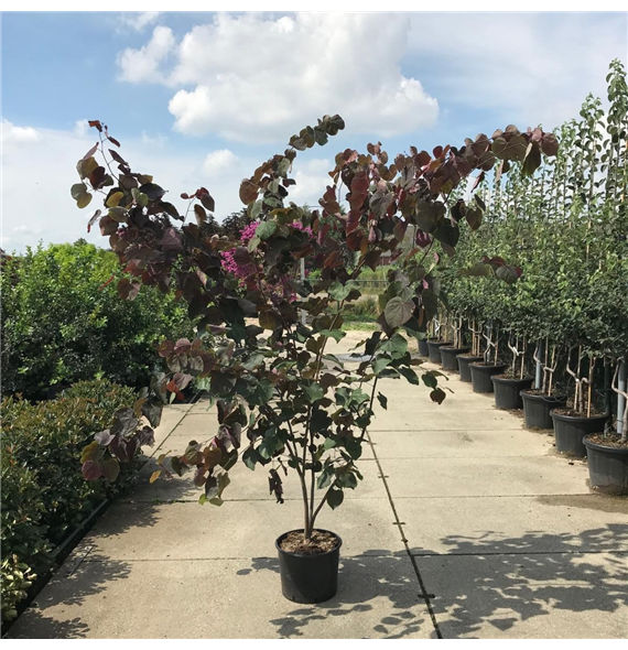 Cercis canadensis 'Forest Pansy' F00010087
