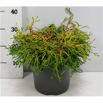 Chamaecyparis obtusa 'Gitte' F00009903