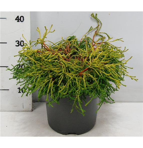 Chamaecyparis obtusa 'Gitte' F00009903