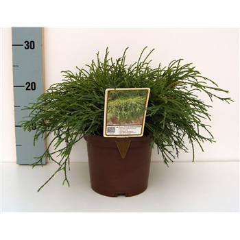 Chamaecyparis pisifera 'Filifera Nana' F00010684