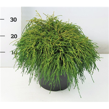 Chamaecyparis pisifera 'Filifera Nana' F00004187
