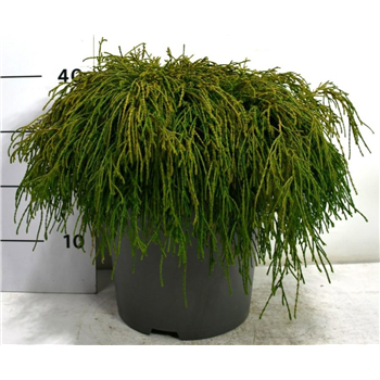 Chamaecyparis pisifera 'Filifera Nana' F00009917